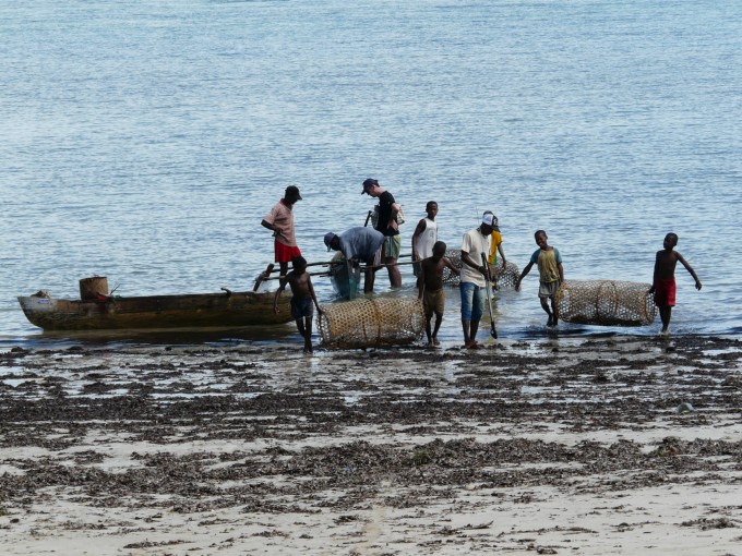Retour de pêche au casier. Poissons cordonniers appelés marguerites,et capitaines . Excellents grillés ou frits.